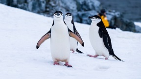 In Antarctica, there are eight types of penguins. A waddle of penguins