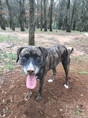 We love the park. Ollie the dog with a dirty nose